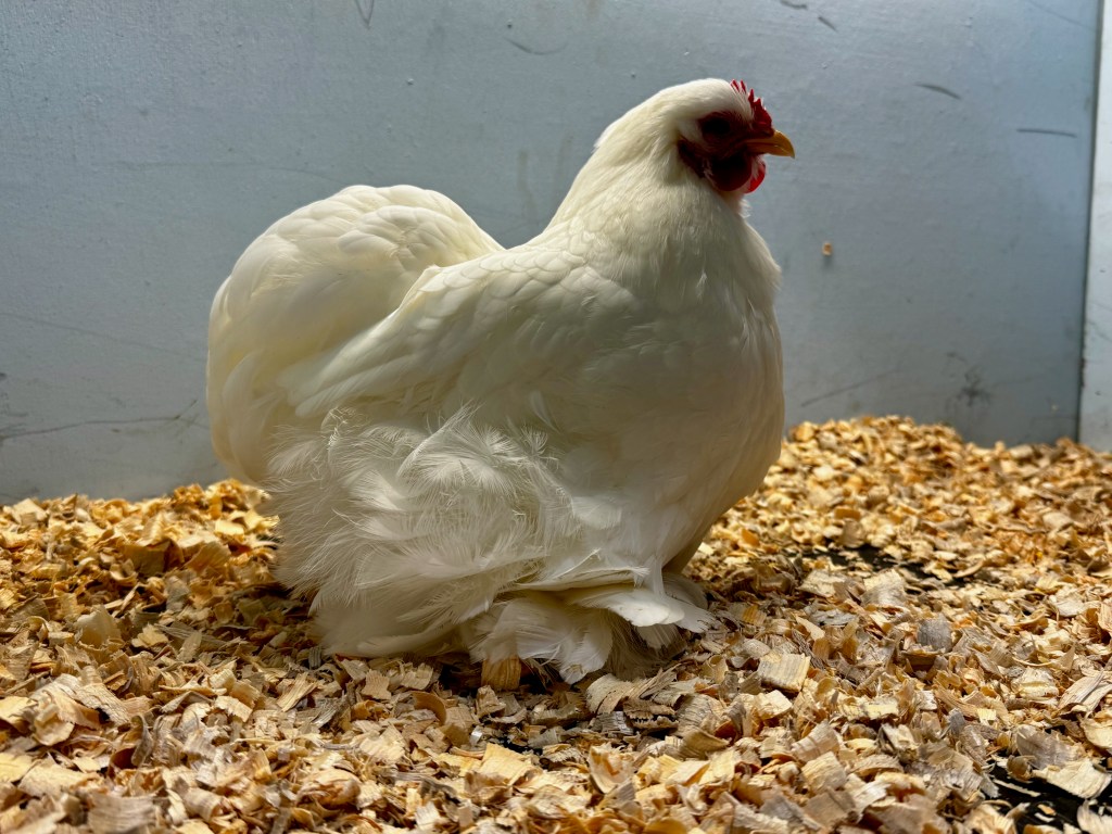 cochin, bantam chicken, poultry pages