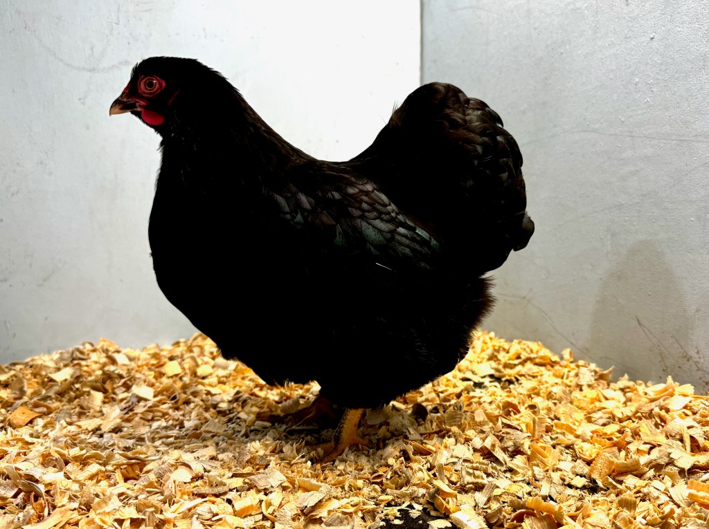 bantam chicken, wyandotte, poultry pages