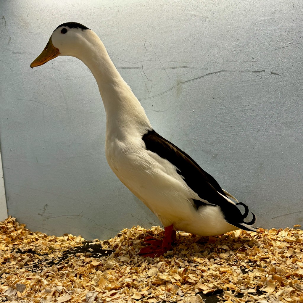 magpie duck, waterfowl, poultry pages