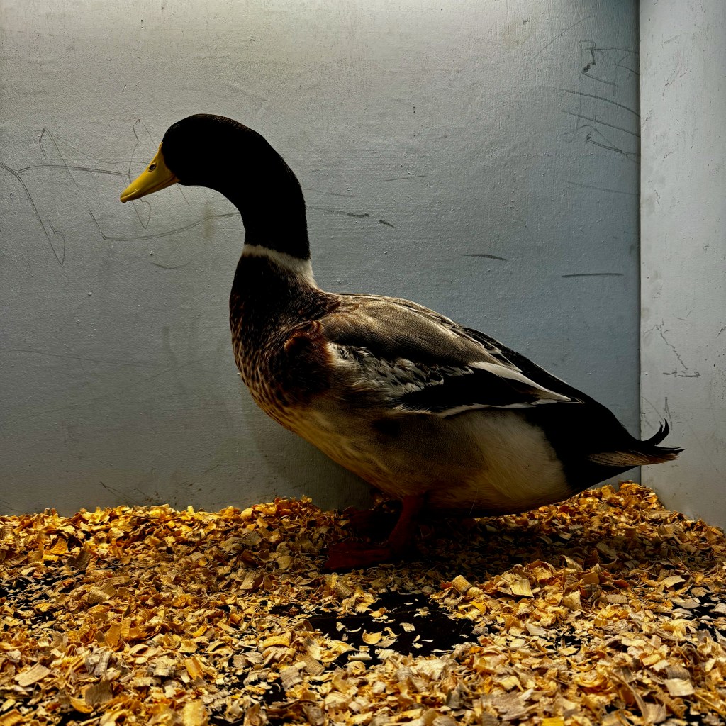 silver appleyard, waterfowl, poultry pages