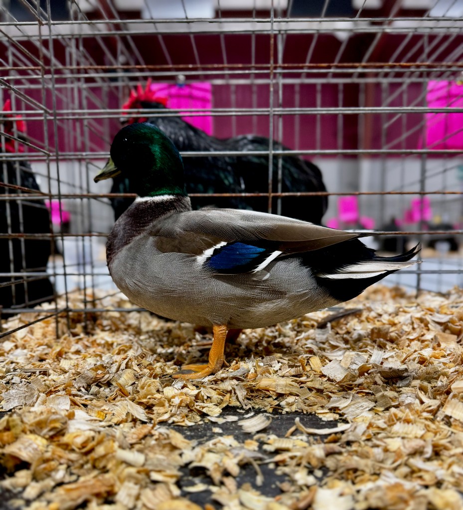 call duck, waterfowl, poultry pages, bantam duck