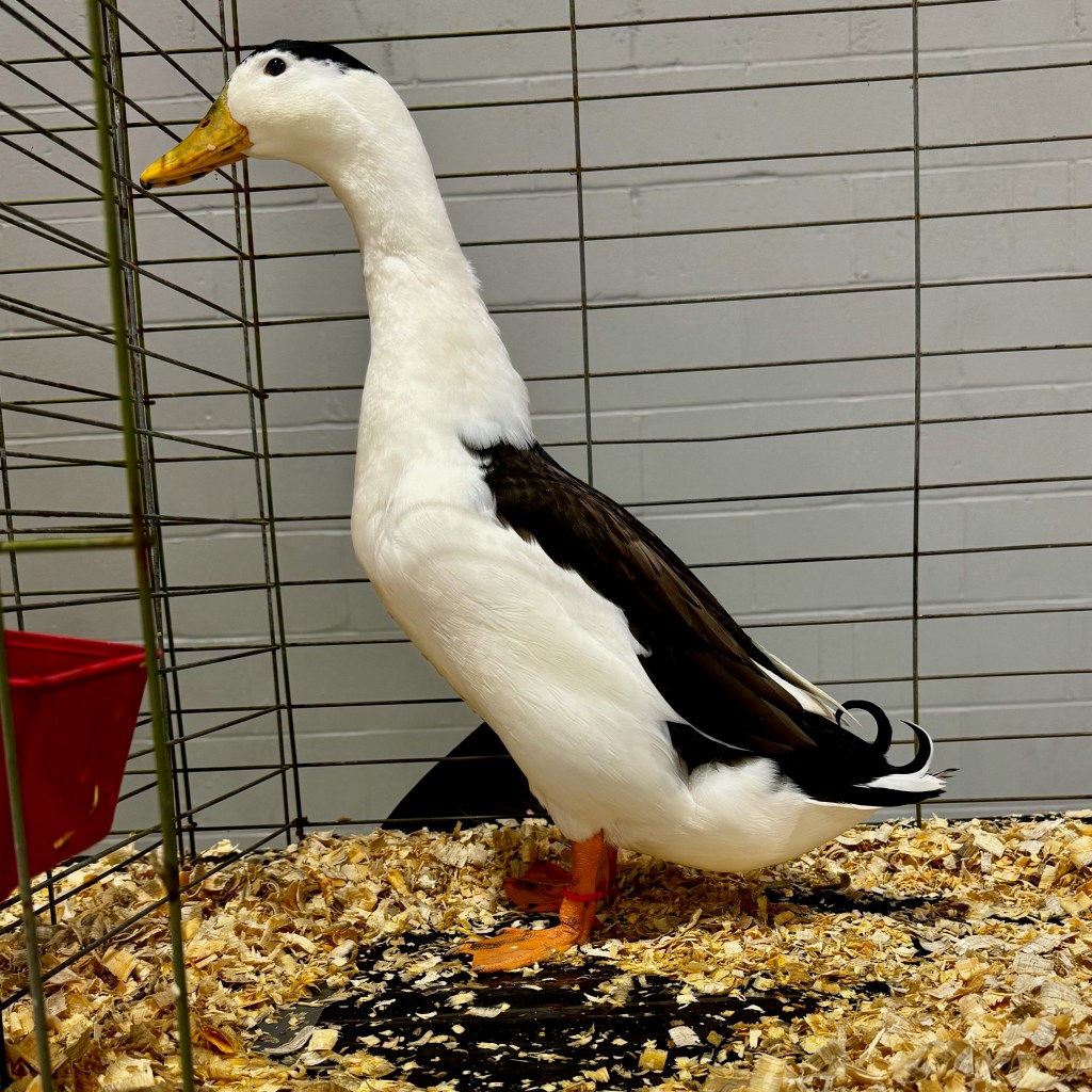 magpie duck, waterfowl, poultry pages