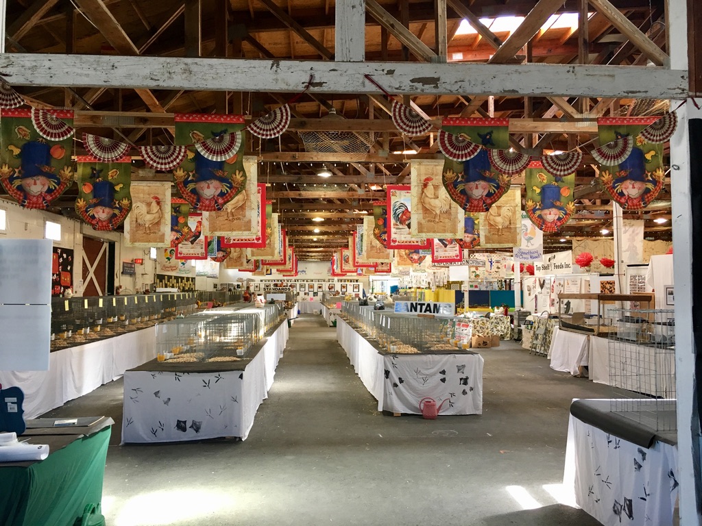 Youth, Exhibition Poultry and the Benefits