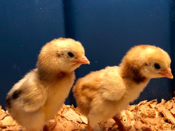 Dark Cornish Bantams and&nbsp;Me
