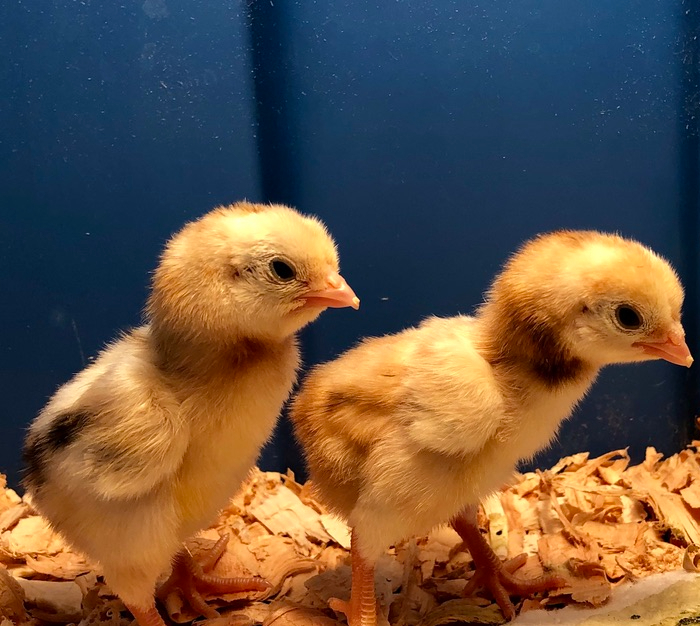 Dark Cornish Bantams and&nbsp;Me
