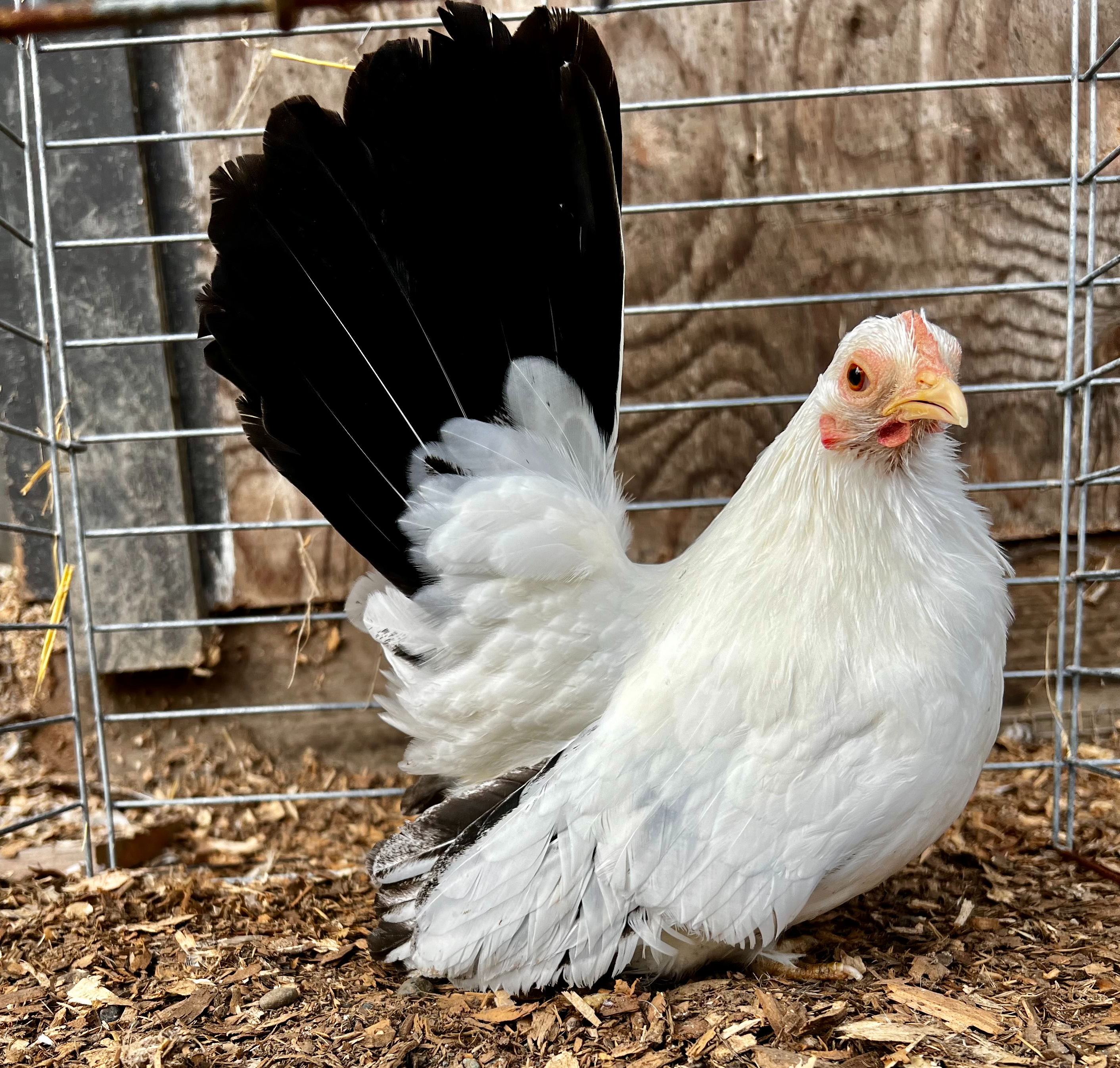 japanese, bantam chicken, poultry breeds