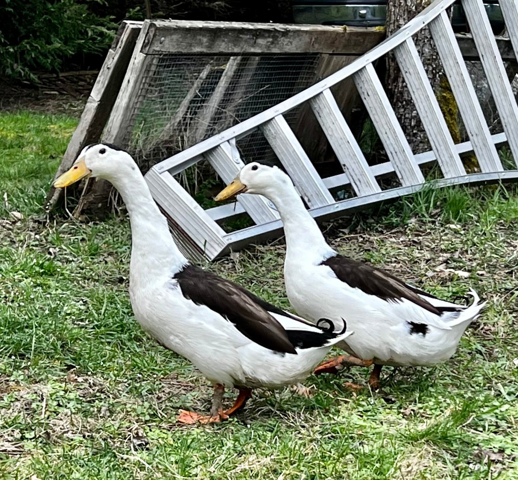 magpie duck, waterfowl, poultry pages