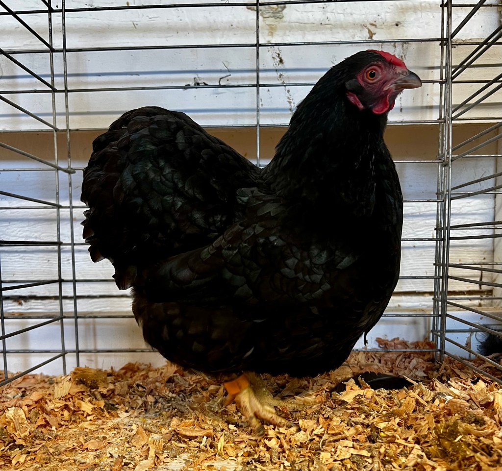 bantam chicken, wyandotte, poultry pages