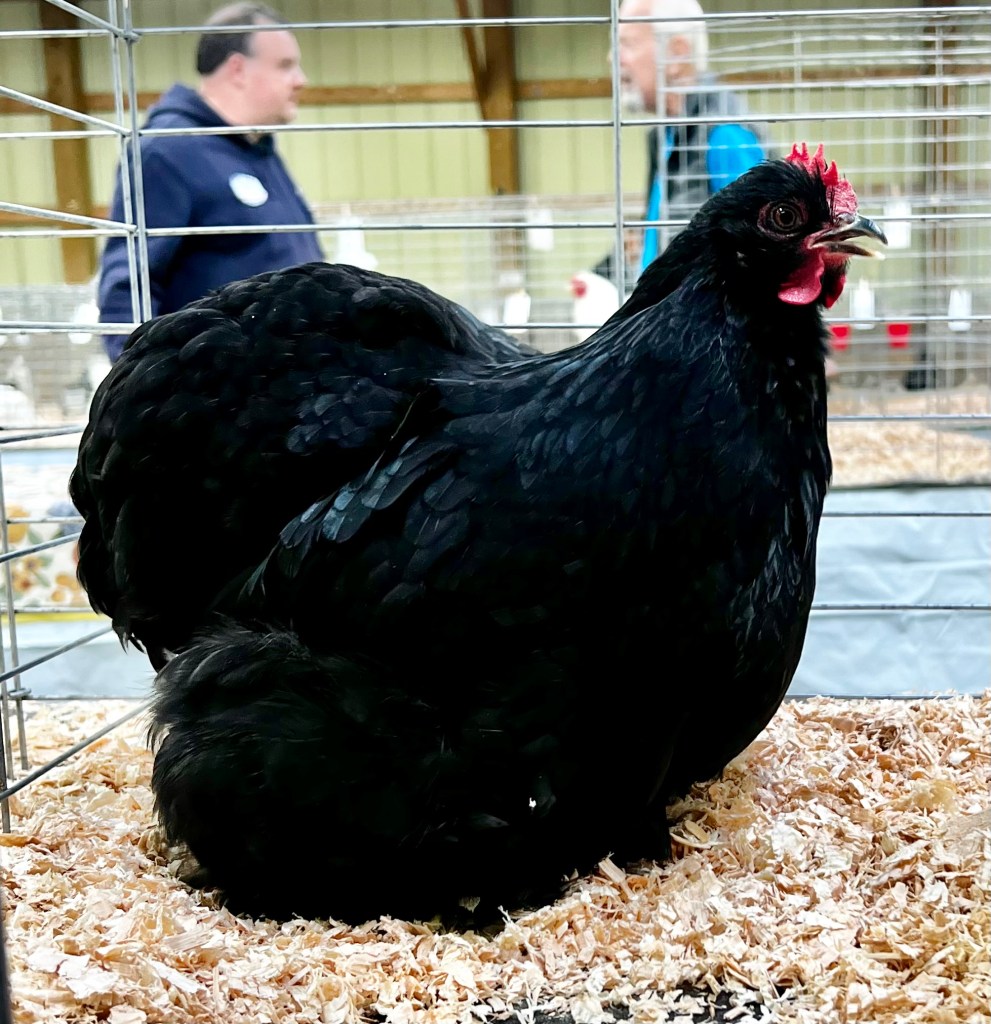 cochin, bantam chicken, poultry pages