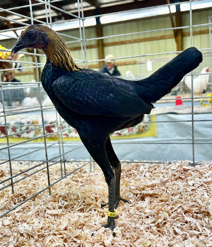 bantam chicken, modern game, poultry pages