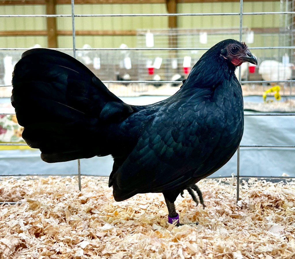 bantam chicken, old english game, poultry pages