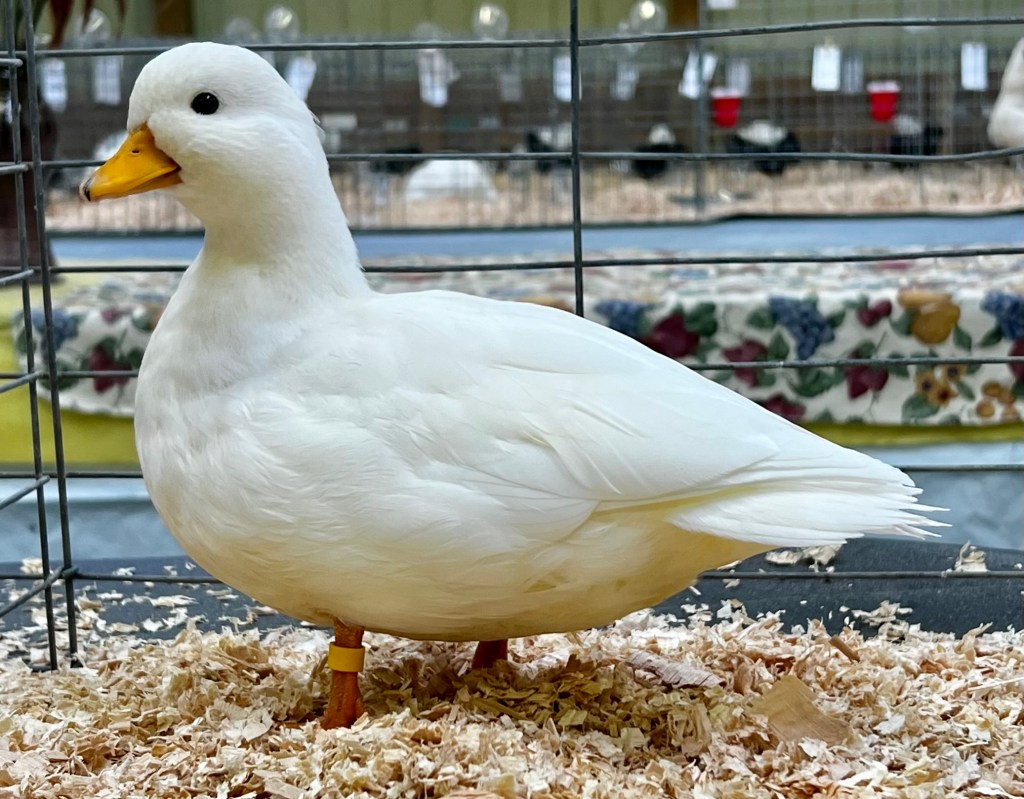 call duck, waterfowl, poultry pages, bantam duck