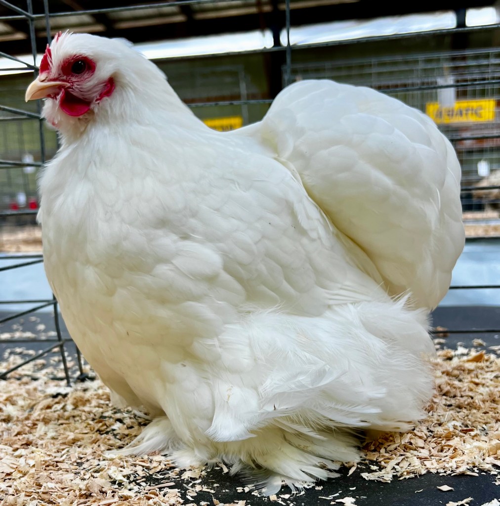 cochin, bantam chicken, poultry pages