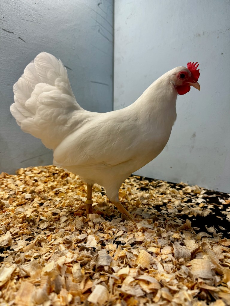 bantam chicken, leghorn, poultry pages