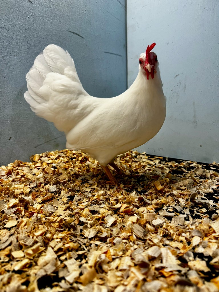 bantam chicken, leghorn, poultry pages