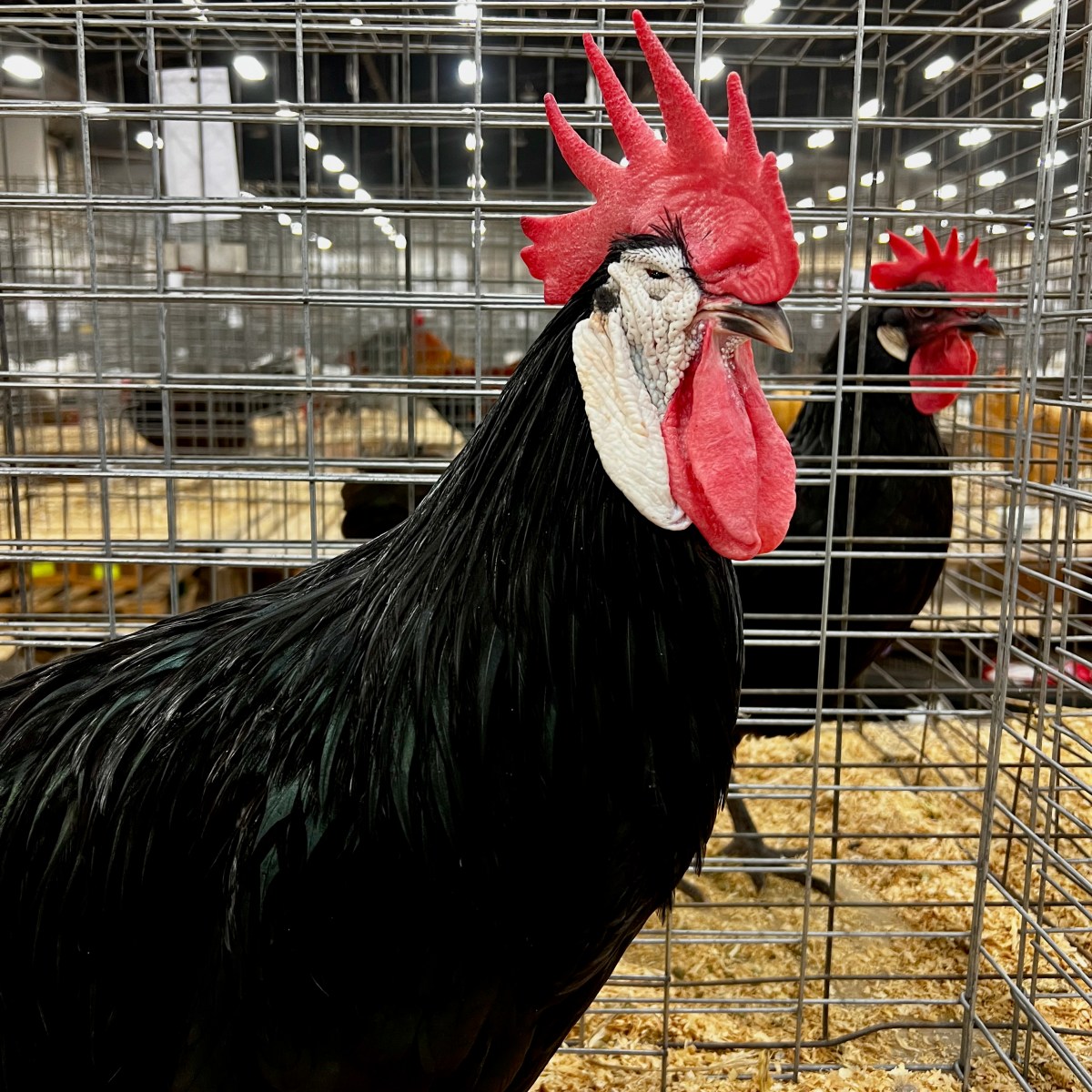 White-Faced Black Spanish