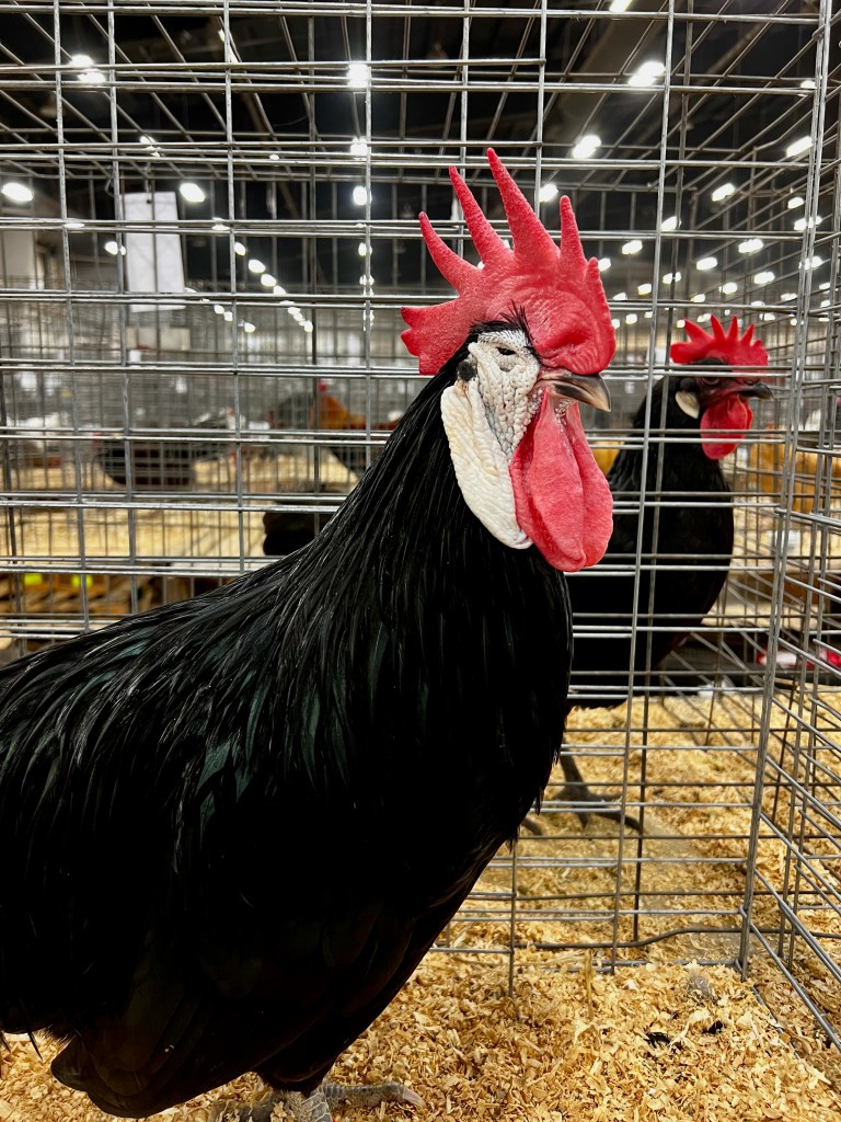 white faced black spanish, largefowl, poultry pages