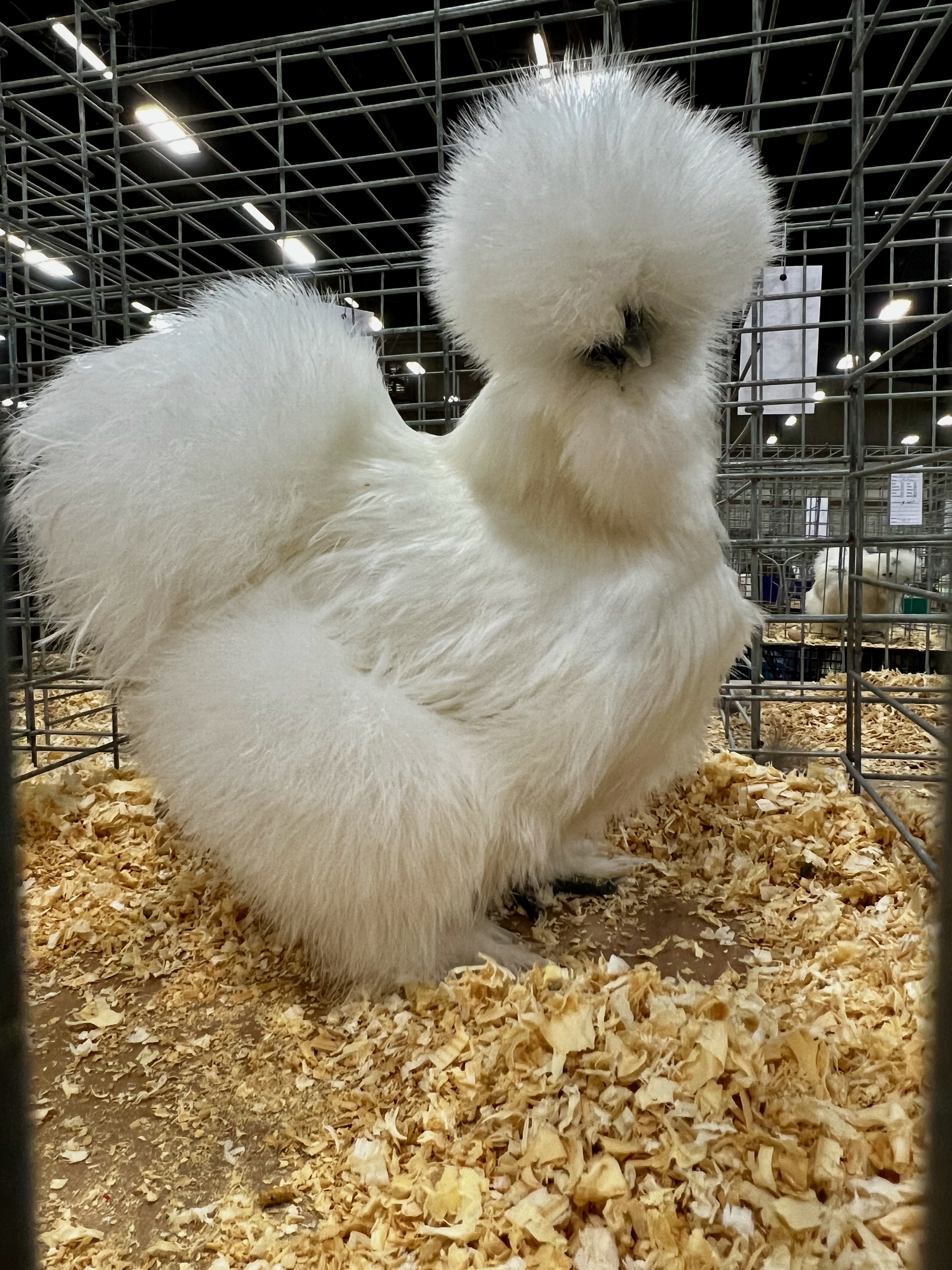 Silkie