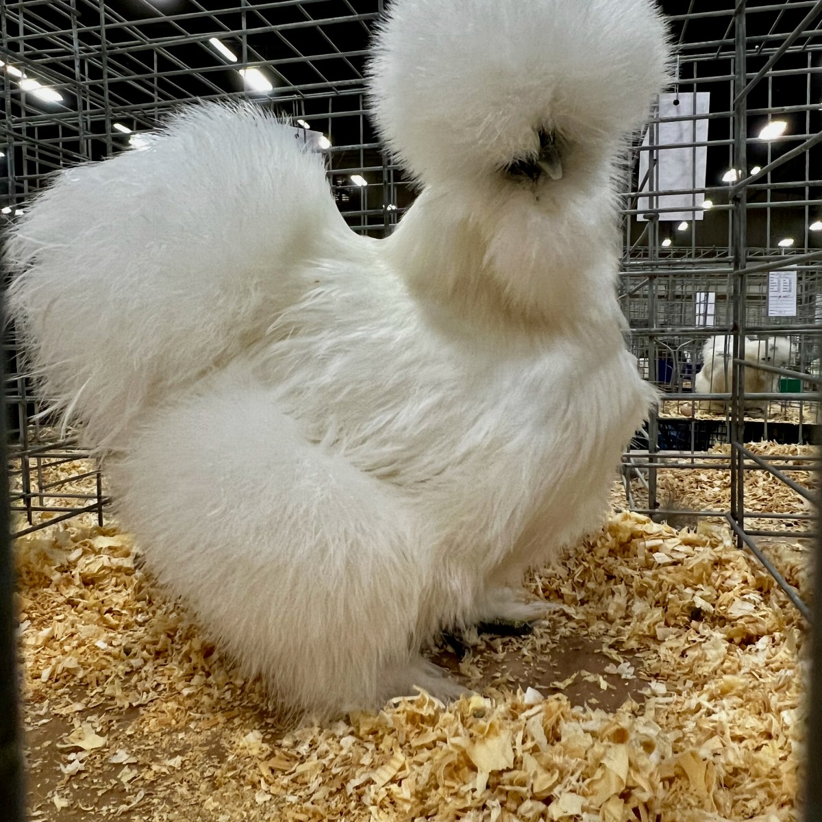 Silkie