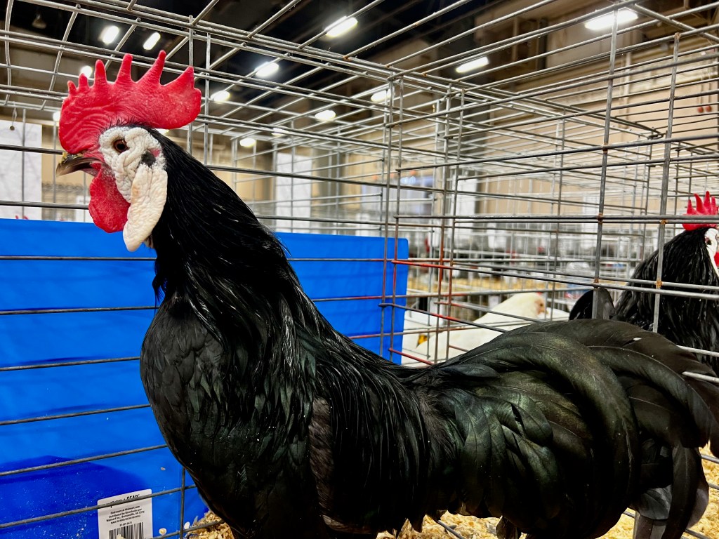 White-Faced Black Spanish