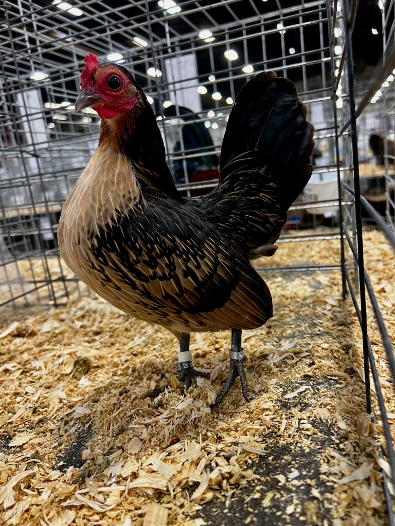 bantam chicken, old english game, poultry pages