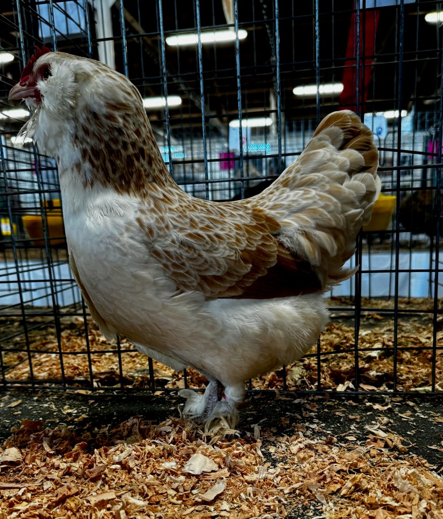 faverolle, bantam chicken, poultry pages