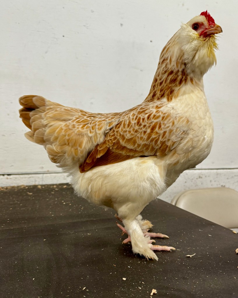 faverolle, bantam chicken, poultry pages
