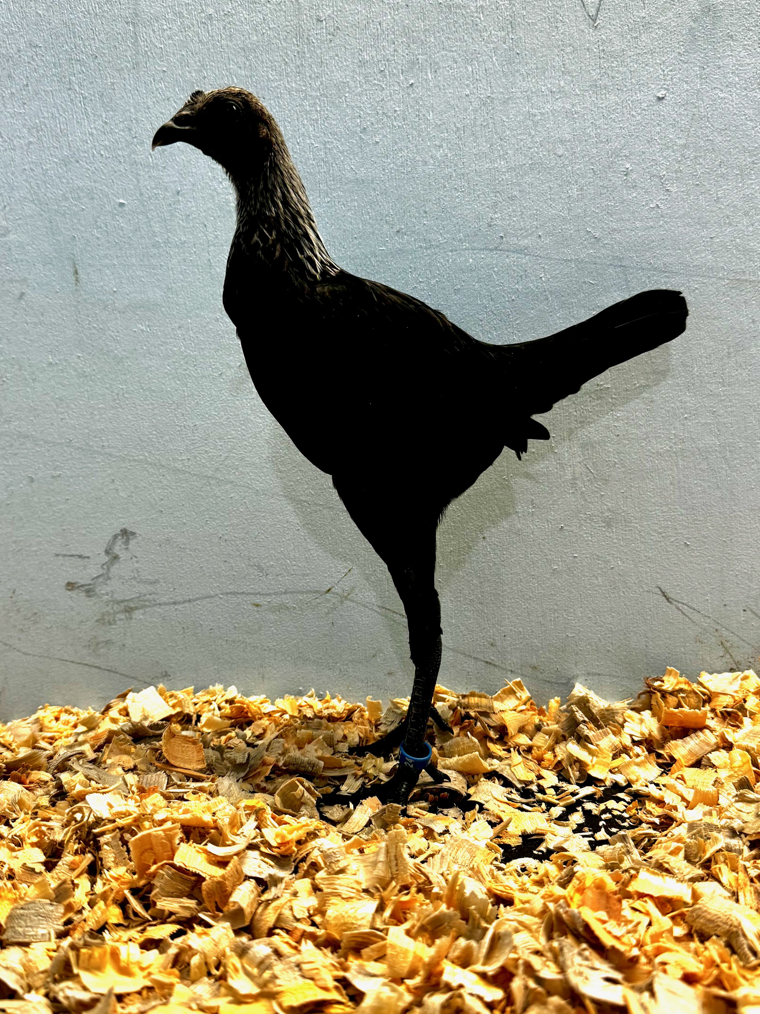 bantam chicken, modern game, poultry pages