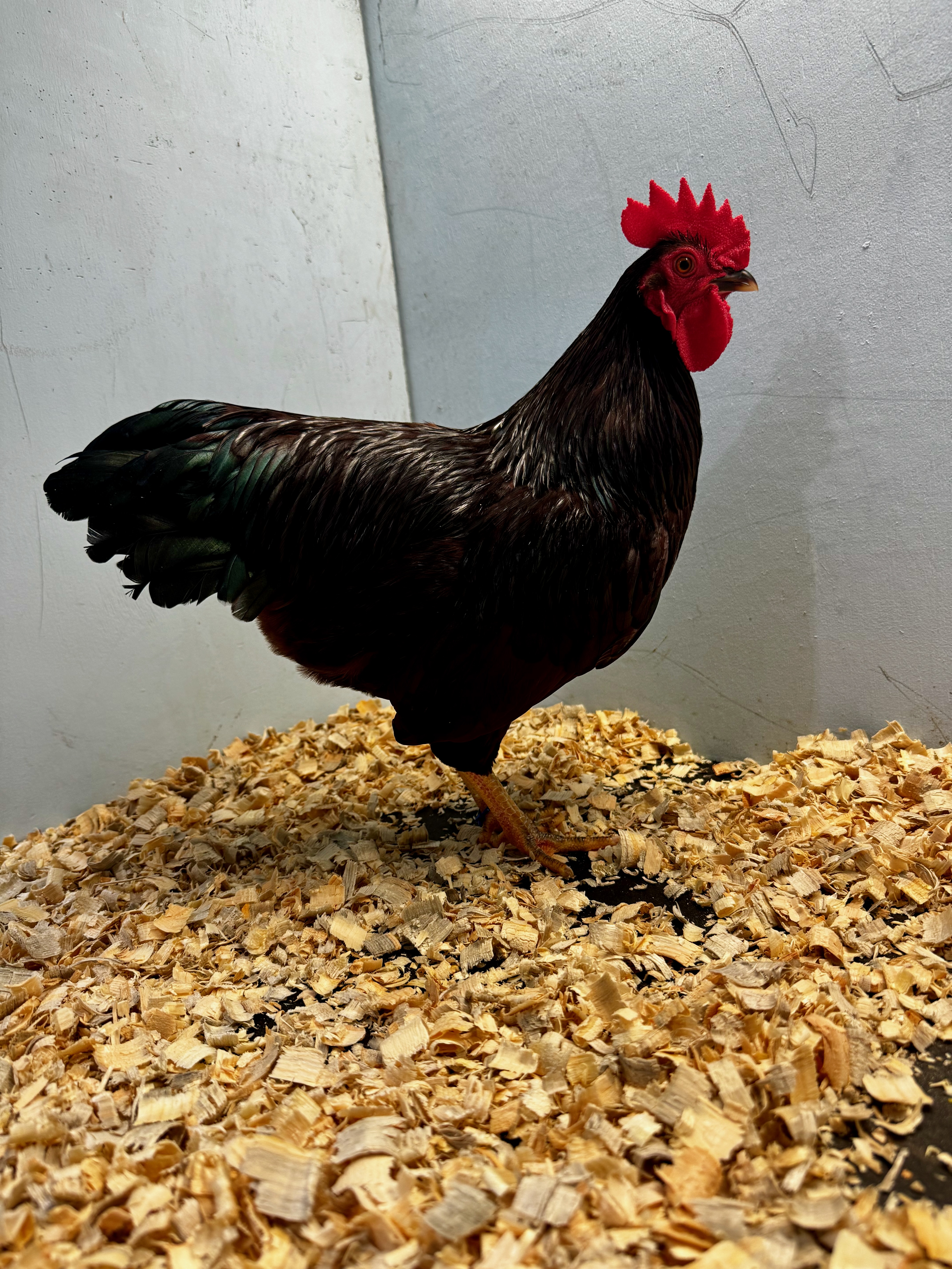 Rhode Island Red