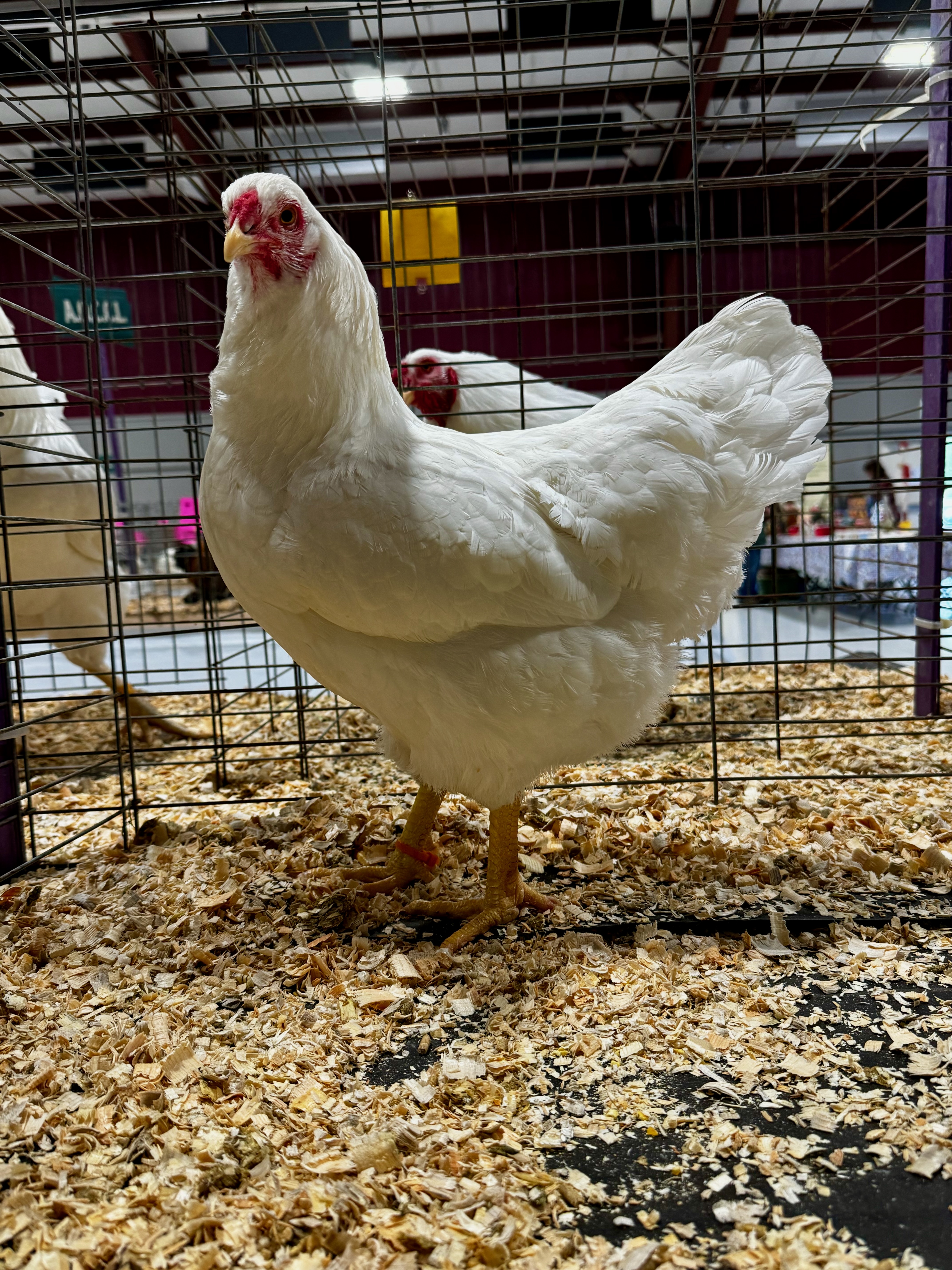 Chantecler