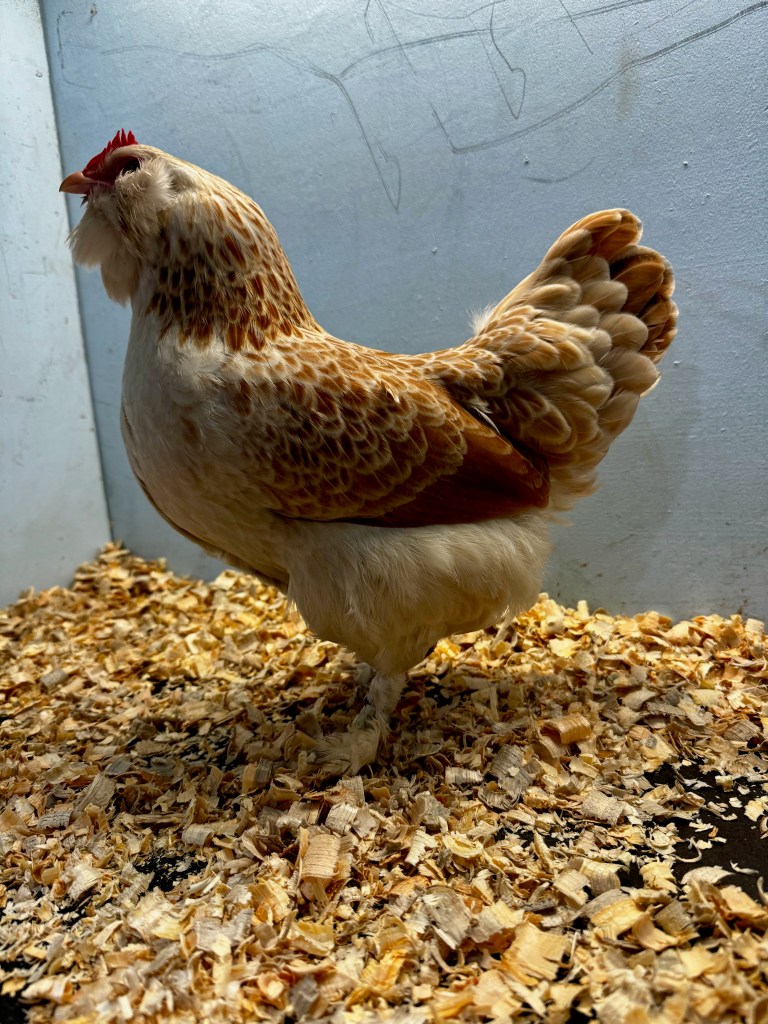 faverolle, bantam chicken, poultry pages