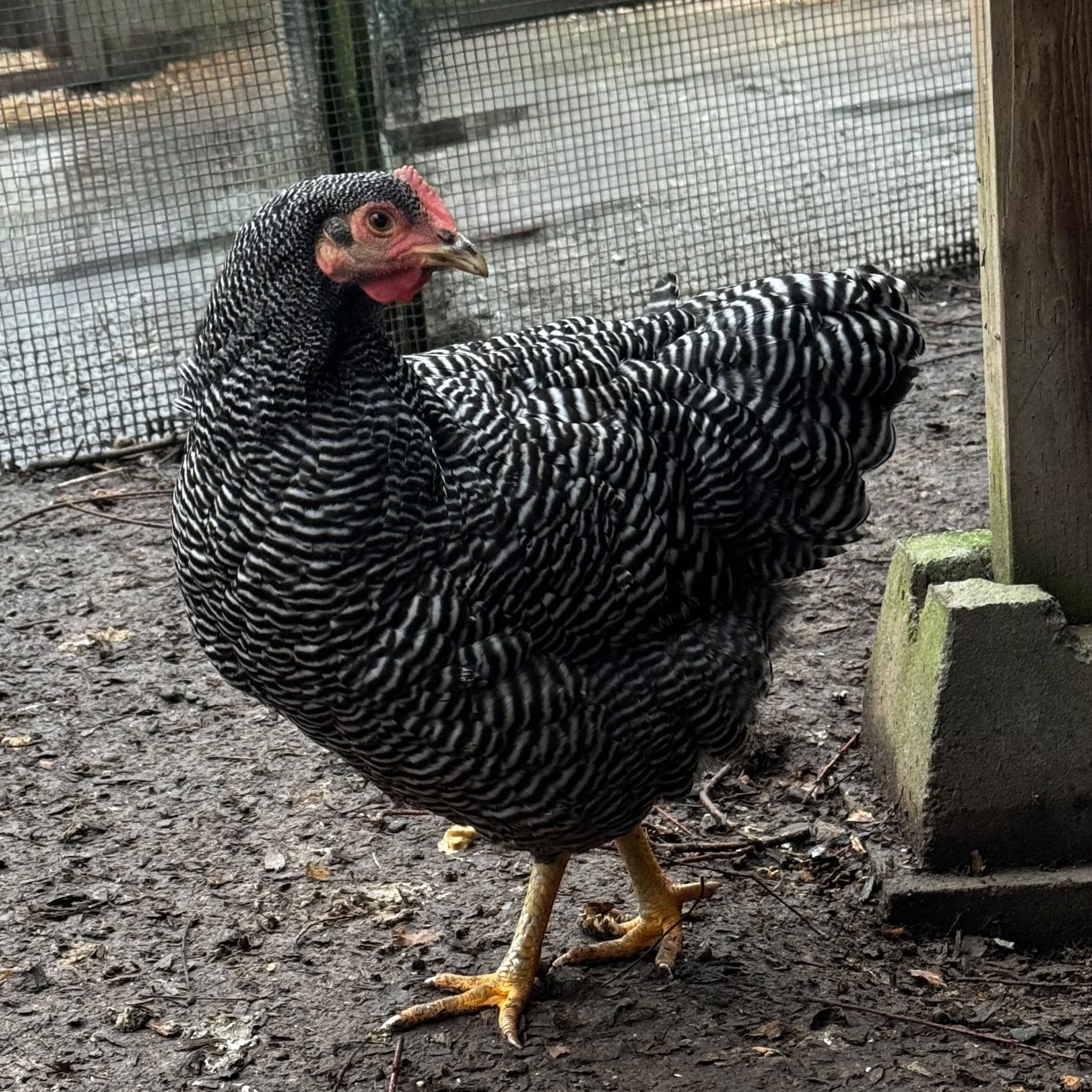 large fowl, plymouth rock, poultry pages