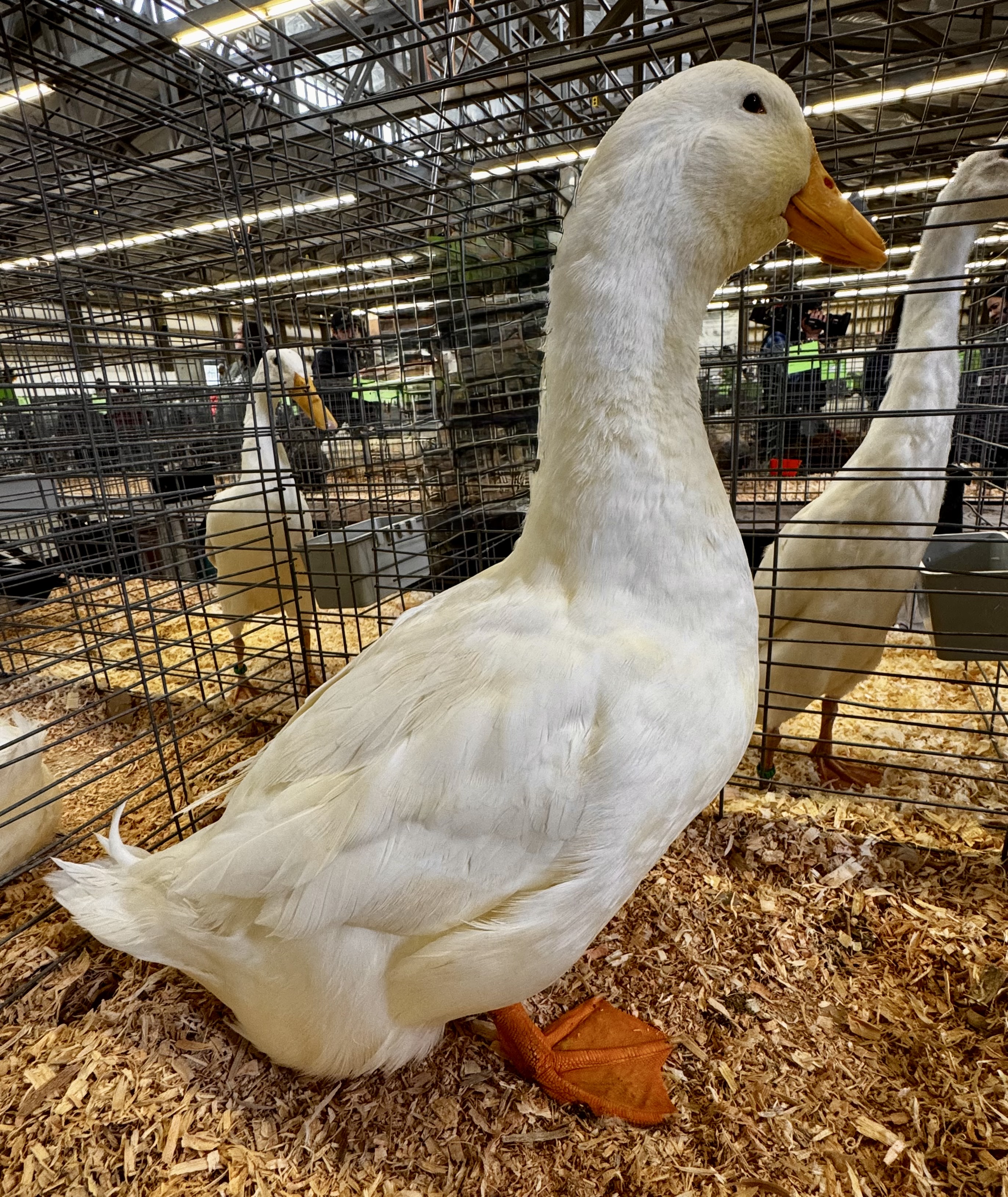 Pekin