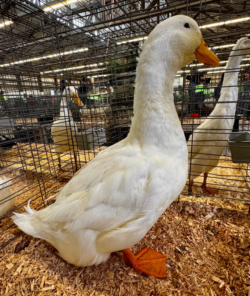 waterfowl, poultry pages, pekin, exhibition poultry