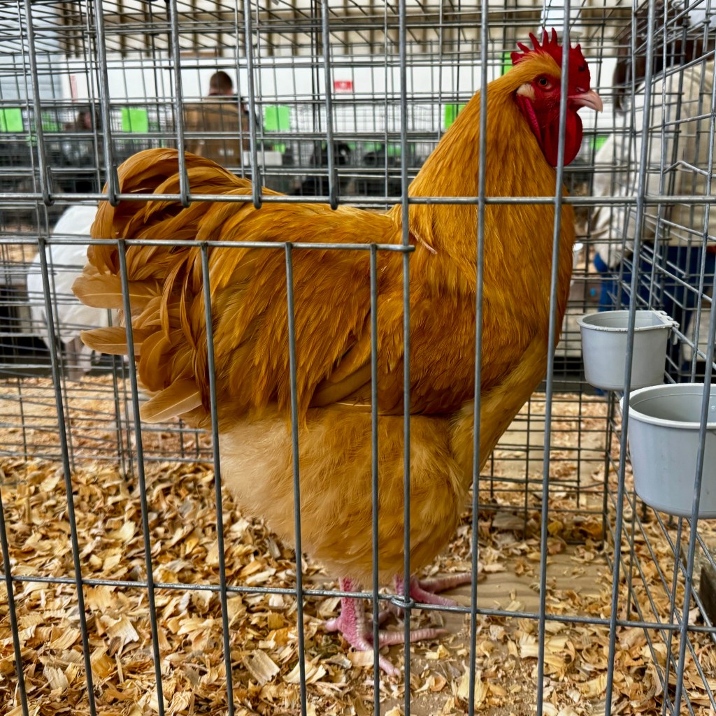 large fowl, poultry pages, Orpington, exhibition poultry