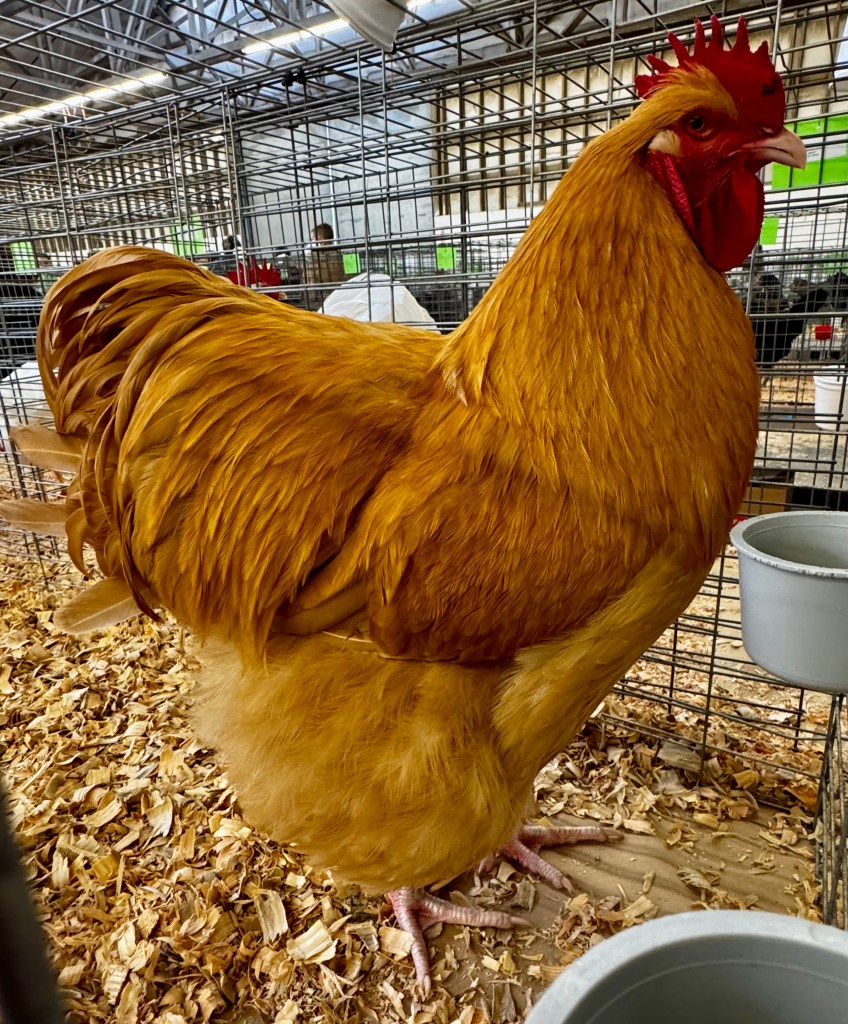 large fowl, poultry pages, Orpington, exhibition poultry
