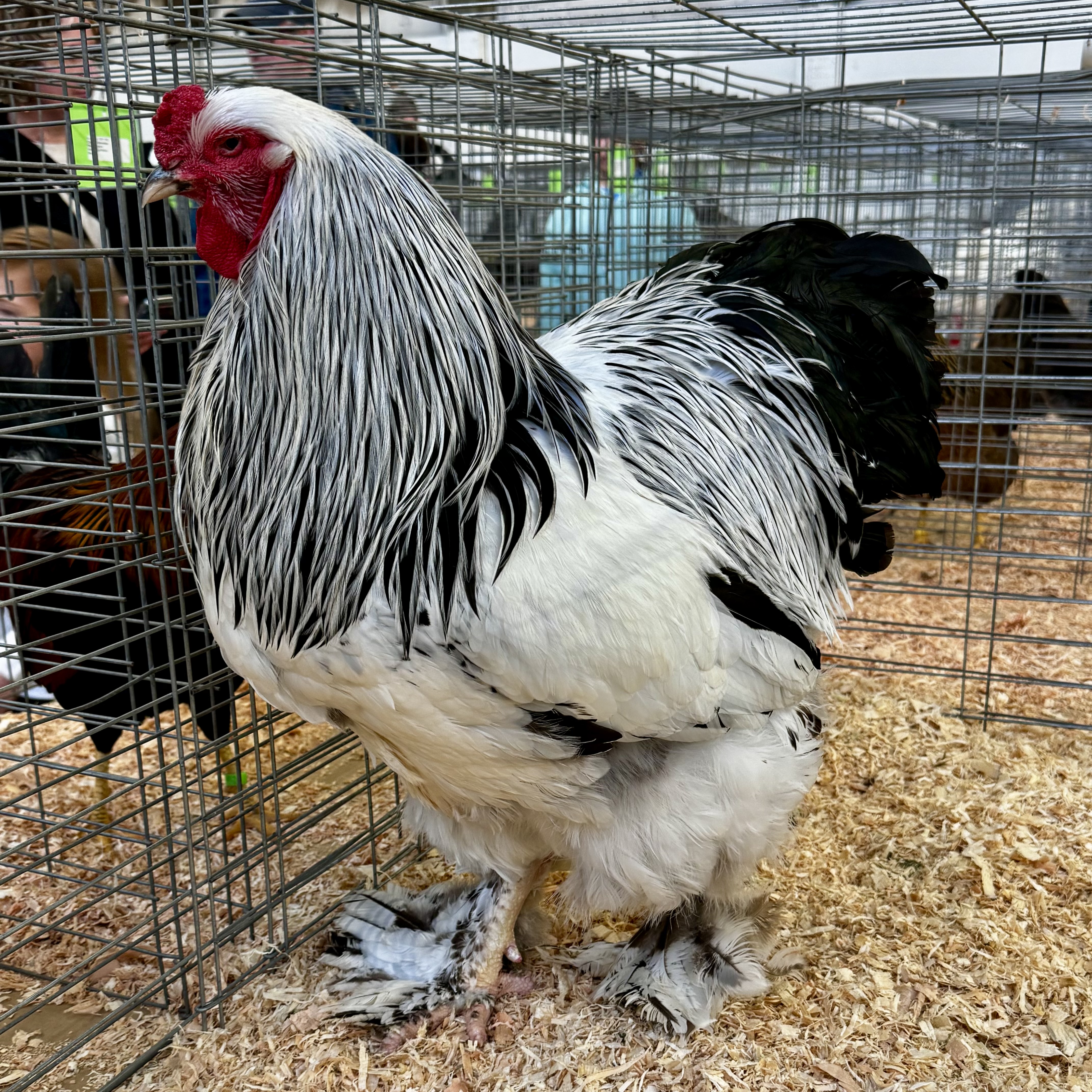 Brahma