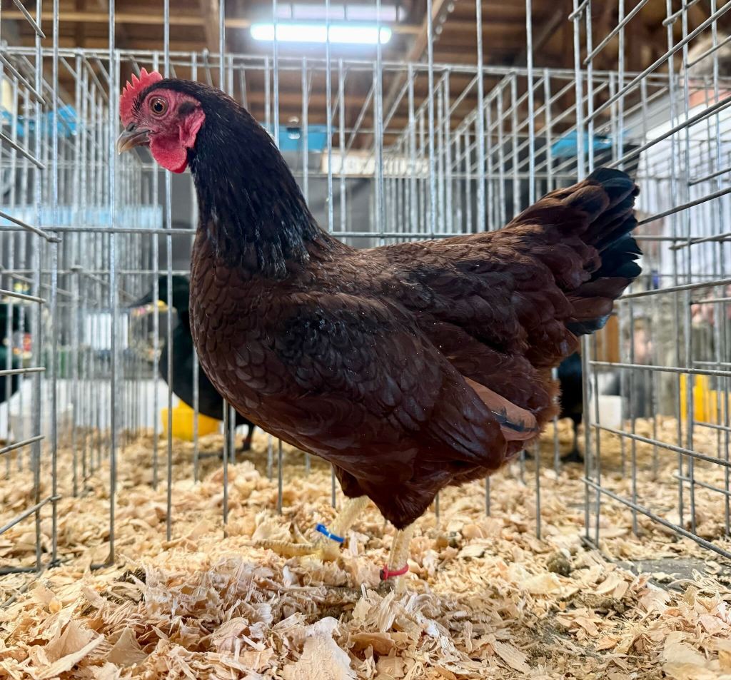 bantam chicken, rhode island red, poultry pages
