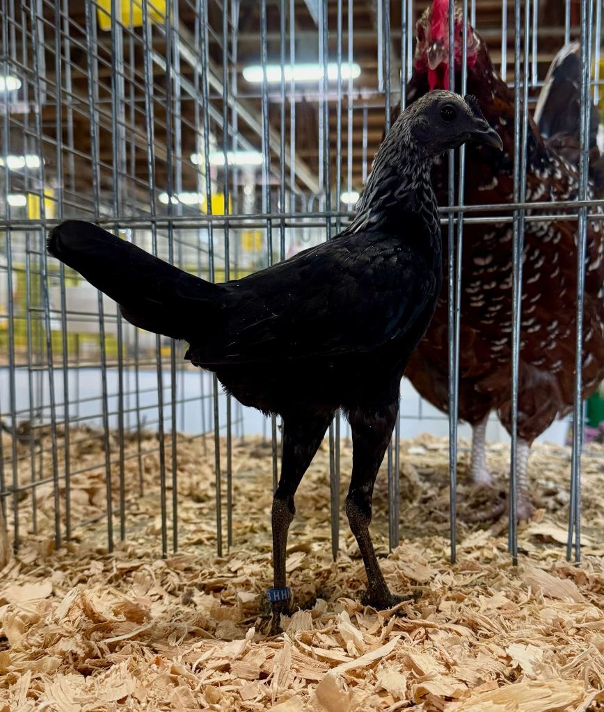 bantam chicken, modern game, poultry pages