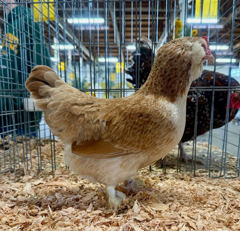 faverolle, bantam chicken, poultry pages