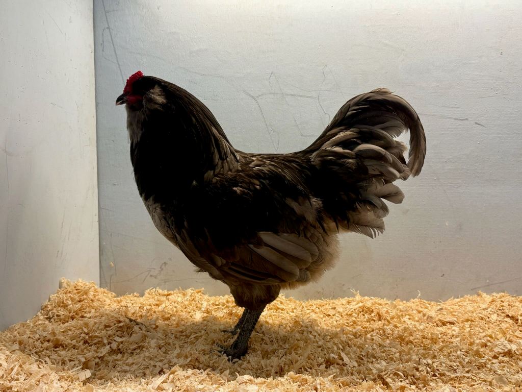 largefowl, ameraucana, poultry pages