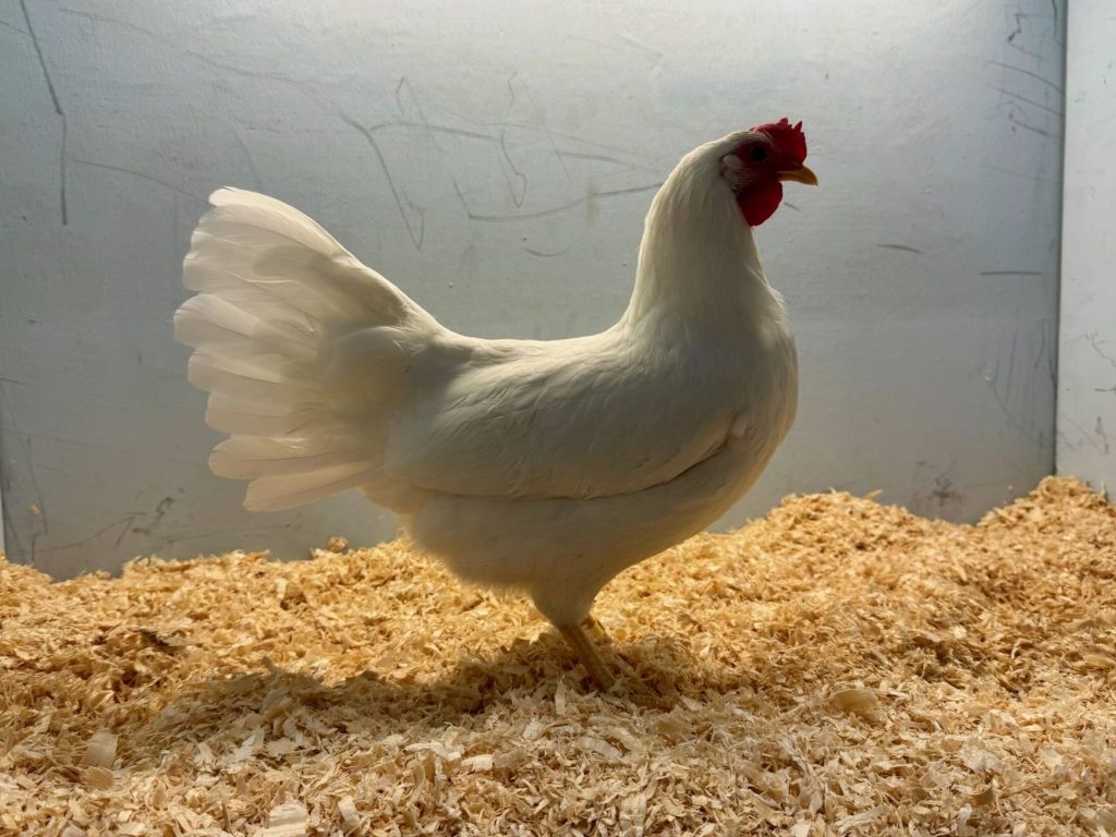 Leghorn