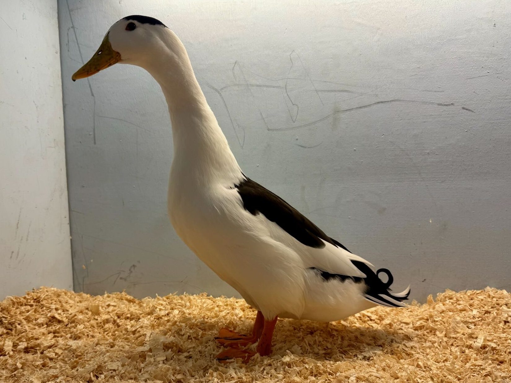 magpie duck, waterfowl, poultry pages