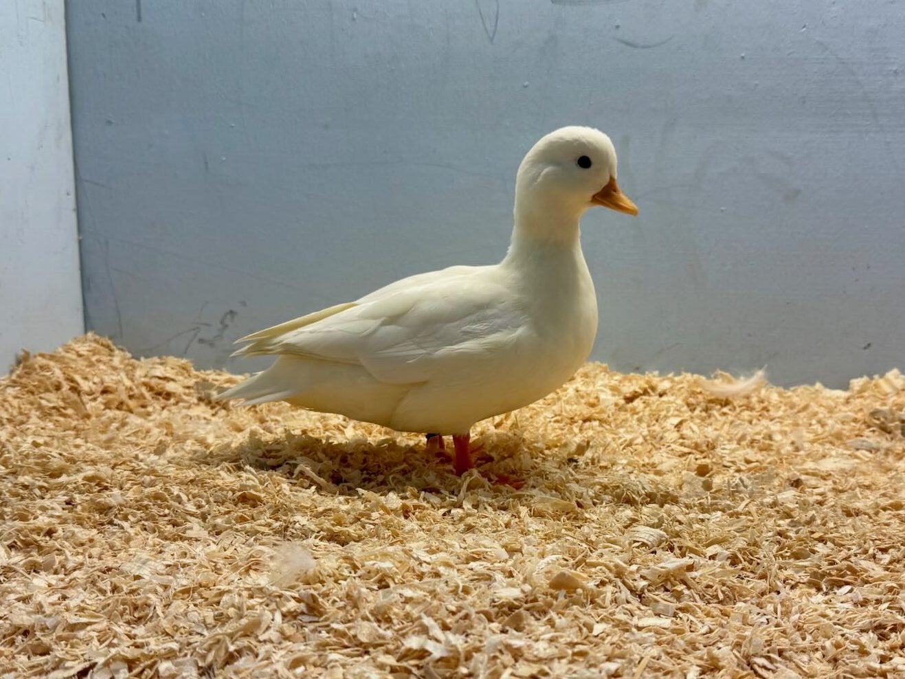 call duck, waterfowl, poultry pages, bantam duck