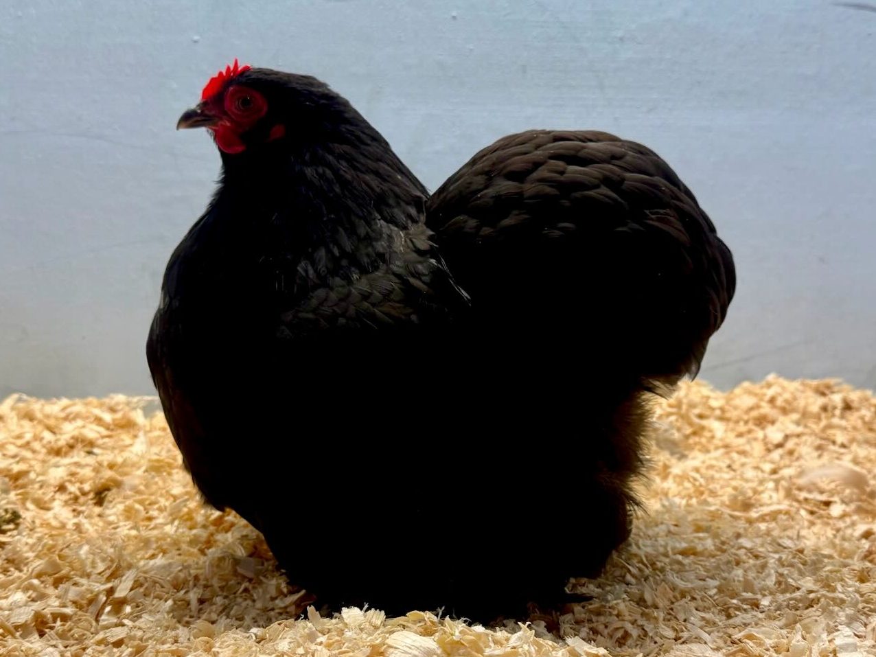 cochin, bantam chicken, poultry pages