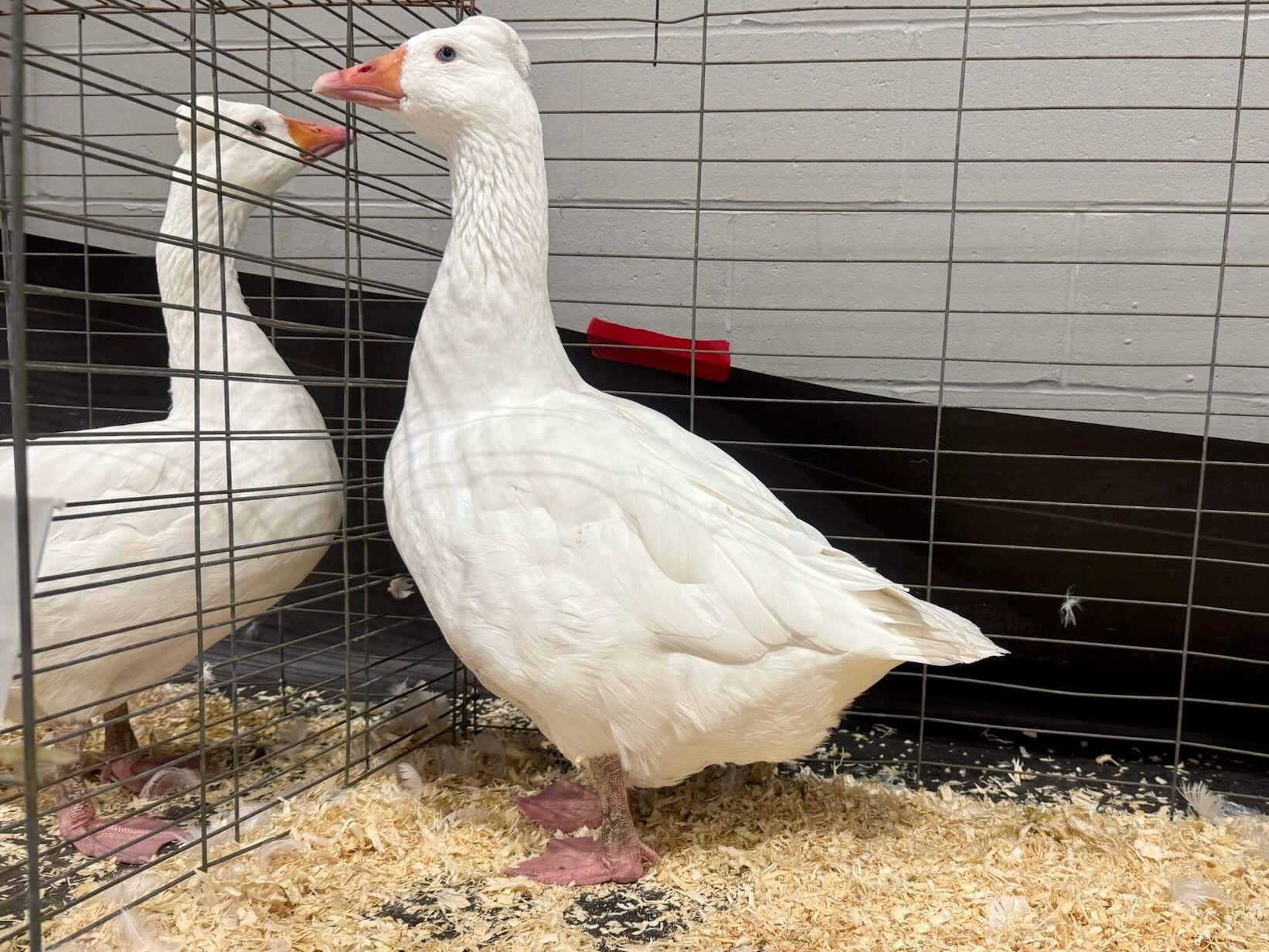 roman tufted, geese, poultry pages