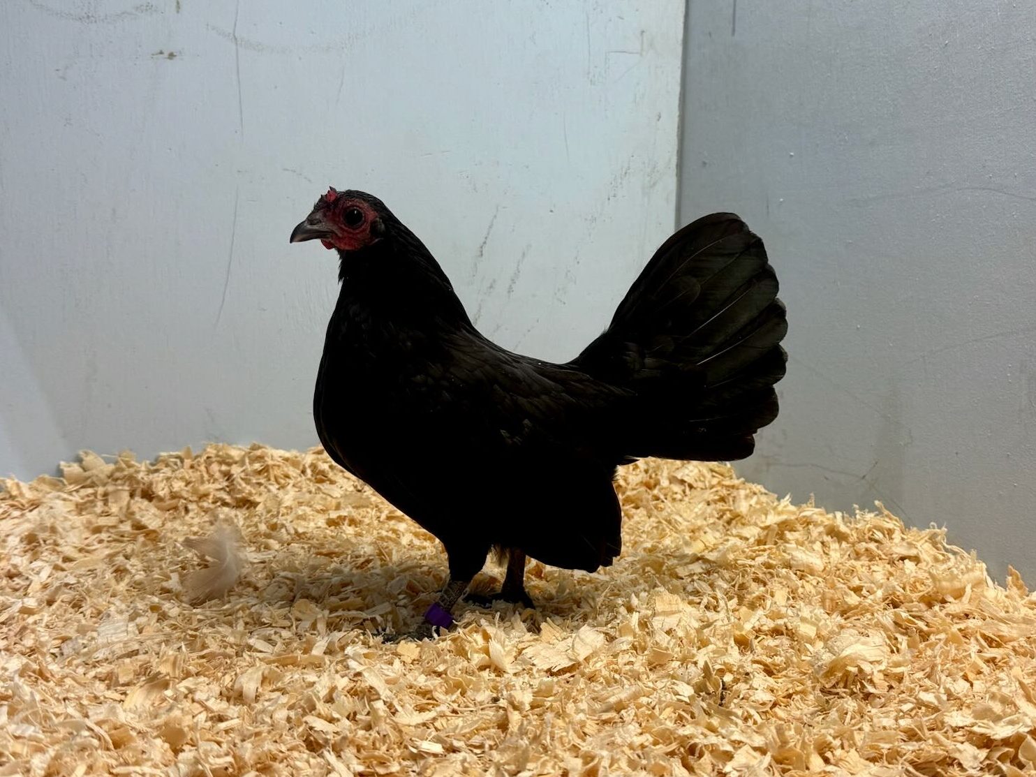 bantam chicken, old english game, poultry pages