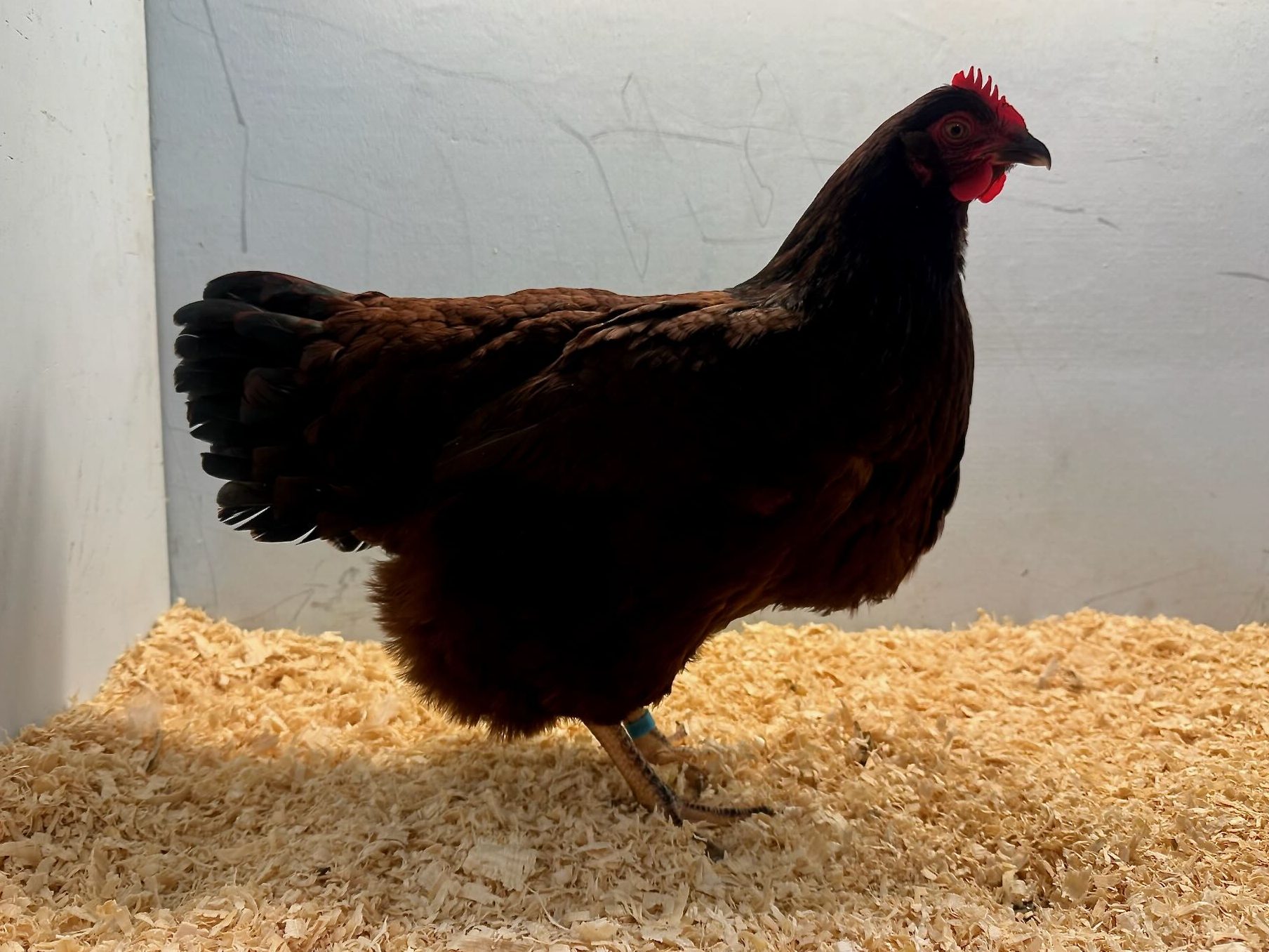 rhode island red, large fowl chicken, poultry pages