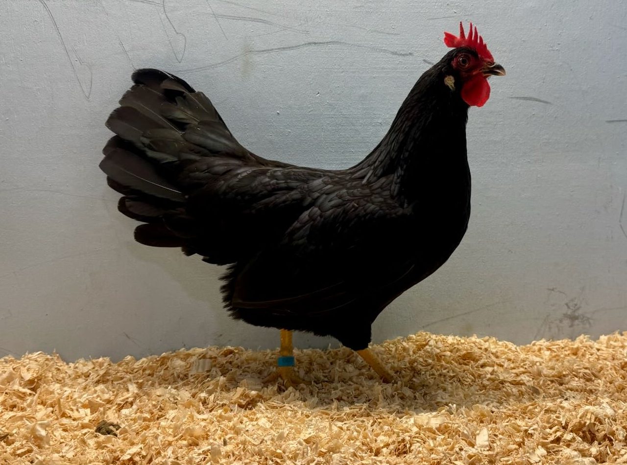 leghorn, large fowl, poultry pages