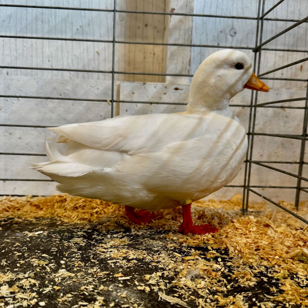 call duck, waterfowl, poultry pages, bantam duck